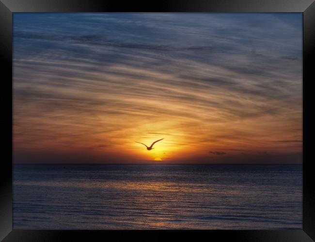Seagull Sunset Framed Print by Victor Burnside