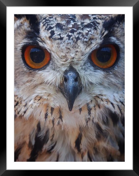 Owl                   Framed Mounted Print by Victor Burnside