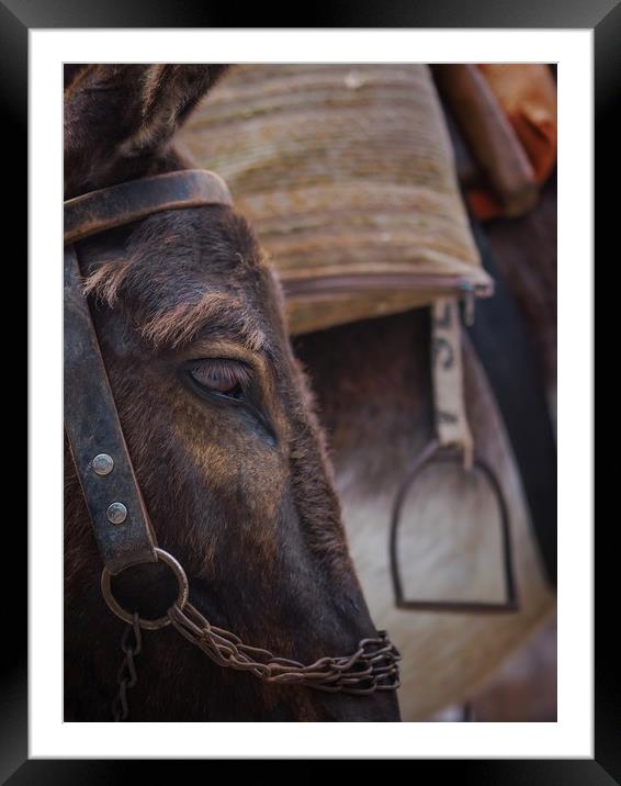 Donkey Framed Mounted Print by Victor Burnside