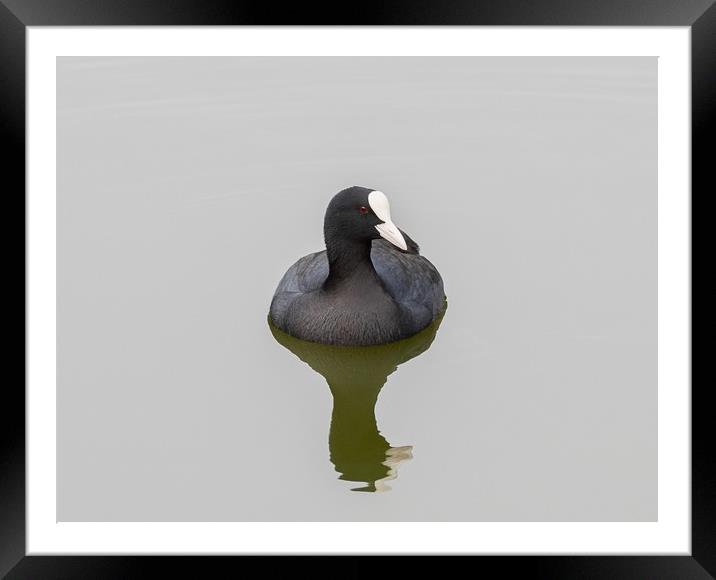 Coot Framed Mounted Print by Victor Burnside