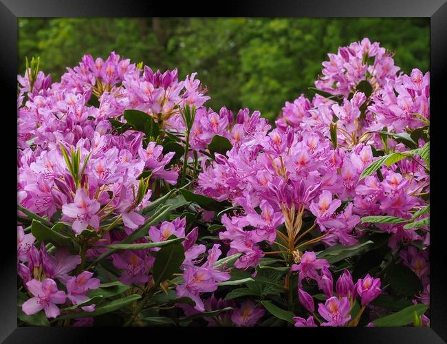 Rhododendrons  Framed Print by Victor Burnside