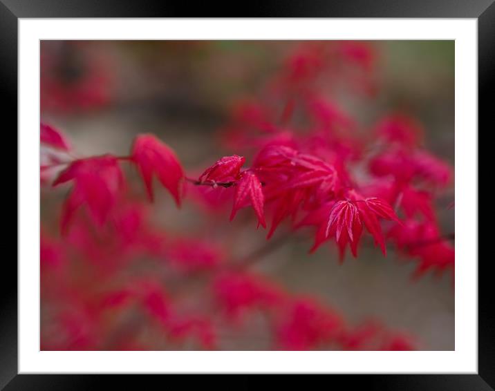 Maple Framed Mounted Print by Victor Burnside