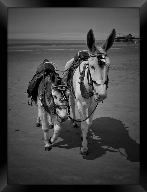 Blackpool Donkeys. Framed Print by Victor Burnside