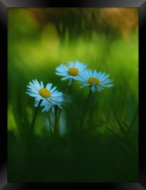 Daisies Framed Print by Victor Burnside