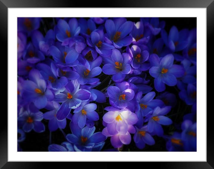 Crocus     Framed Mounted Print by Victor Burnside