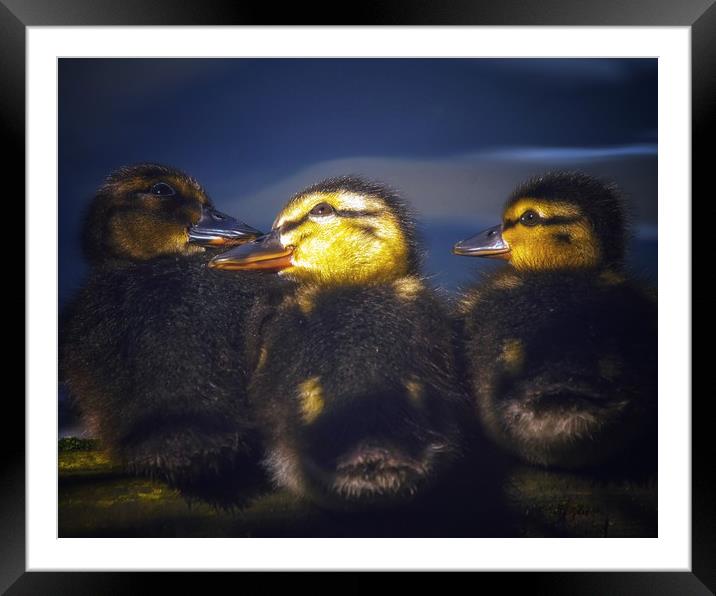 Chicks Framed Mounted Print by Victor Burnside