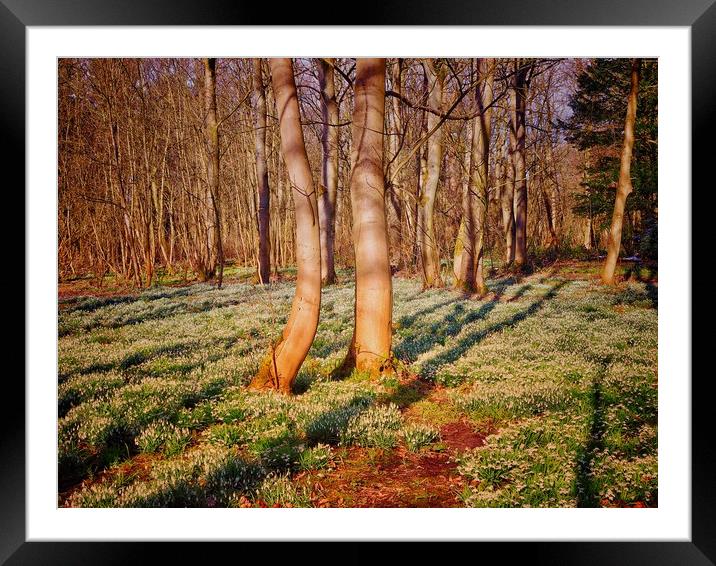 Woodland with Snowdrops                            Framed Mounted Print by Victor Burnside