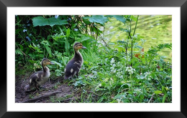 Ducklings  Framed Mounted Print by Victor Burnside