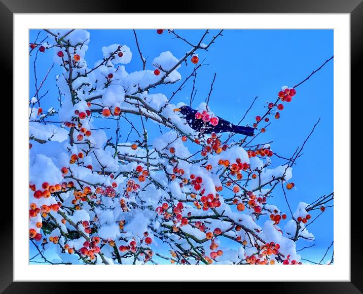 Blackbird in Crab Apple Tree Framed Mounted Print by Victor Burnside