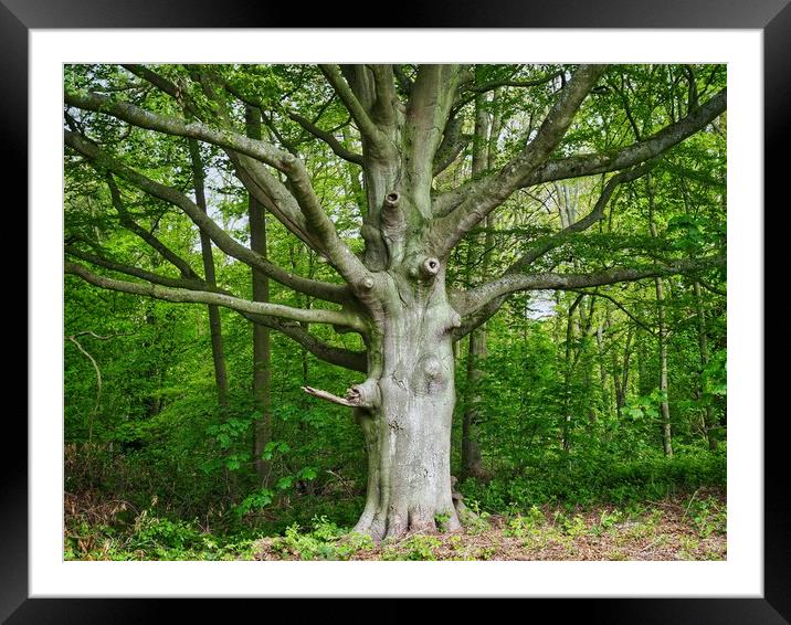 Old Beech Tree   Framed Mounted Print by Victor Burnside