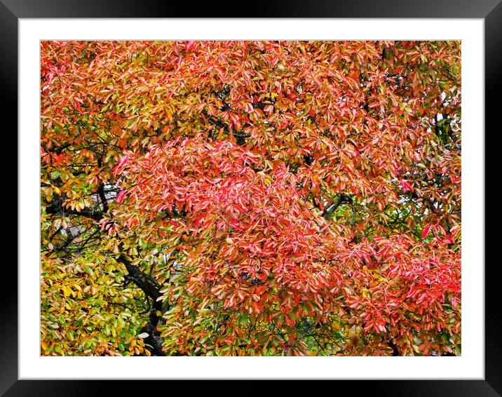 Autumn Foliage      Framed Mounted Print by Victor Burnside