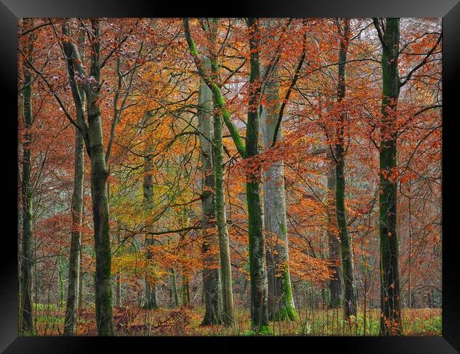 English Autumn Woodland  Framed Print by Victor Burnside
