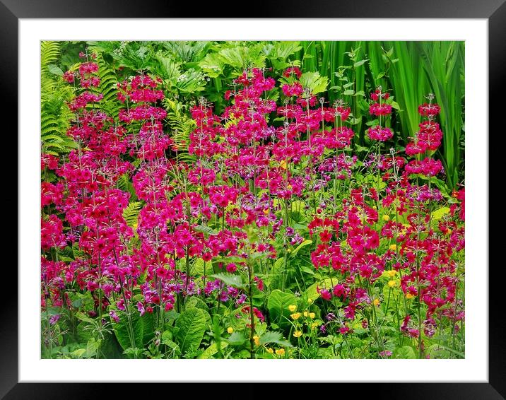 Primula Framed Mounted Print by Victor Burnside