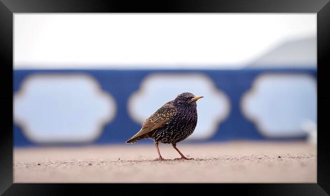 Starling  Framed Print by Victor Burnside