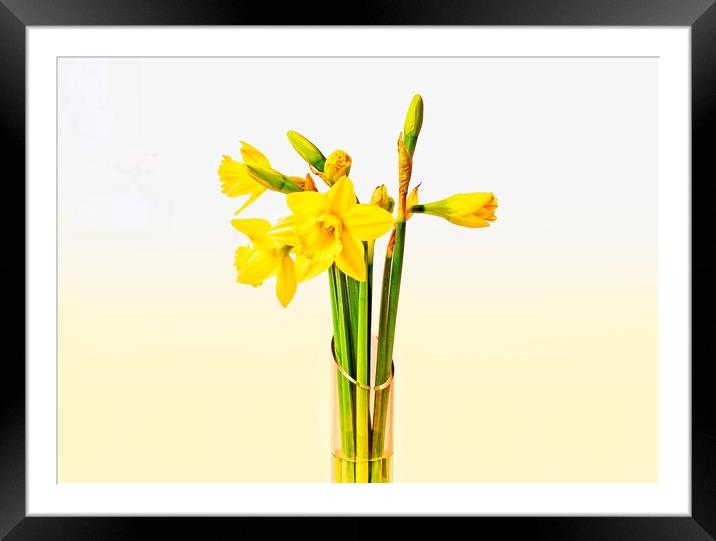 Daffodils Framed Mounted Print by Victor Burnside