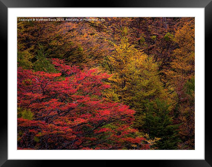 Tree Color Framed Mounted Print by Matthew Davis