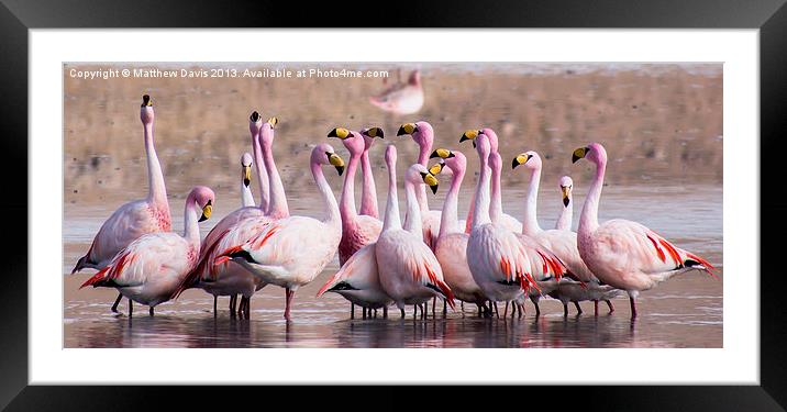Talking Flamingos Framed Mounted Print by Matthew Davis