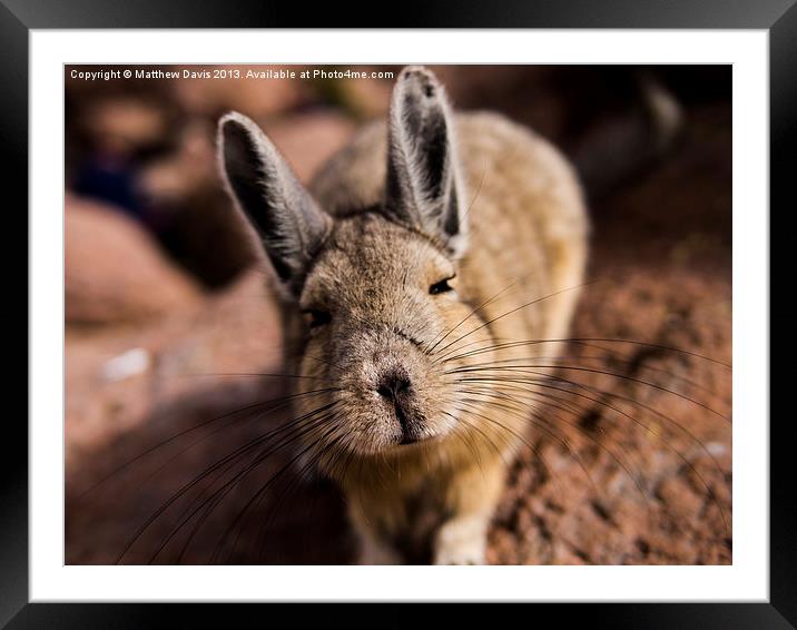Viscacha Framed Mounted Print by Matthew Davis