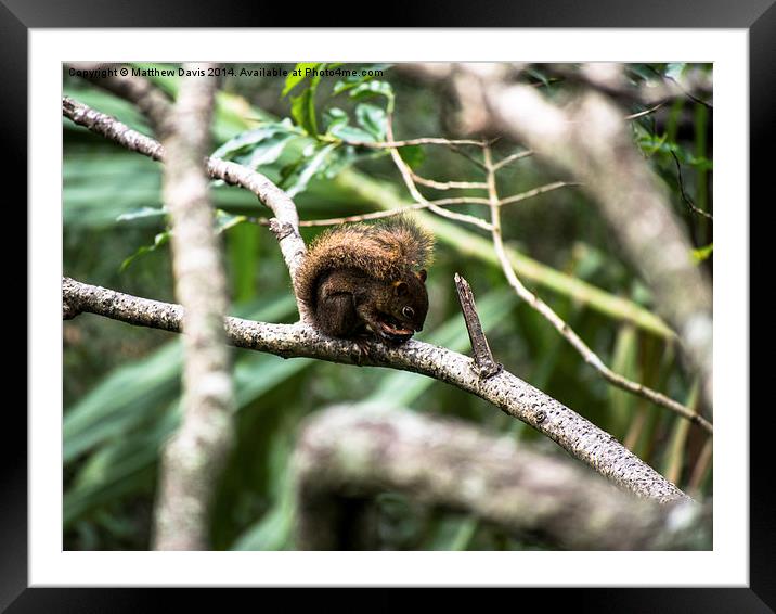 Squirrel and Nut Framed Mounted Print by Matthew Davis