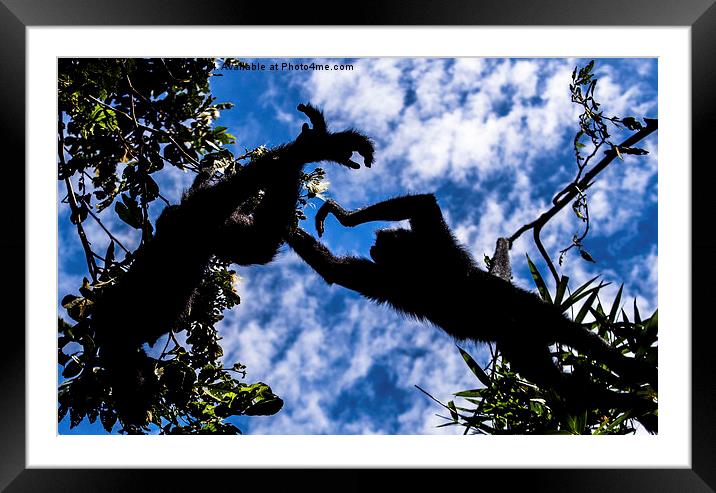 Flying Monkeys Framed Mounted Print by Matthew Davis
