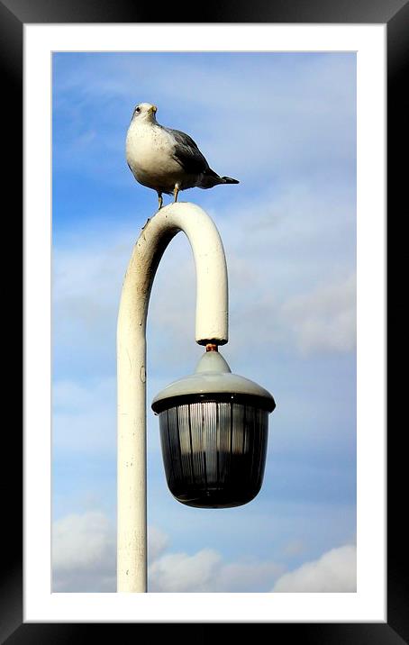 Seagull on a lamp post. Framed Mounted Print by Robert Cane
