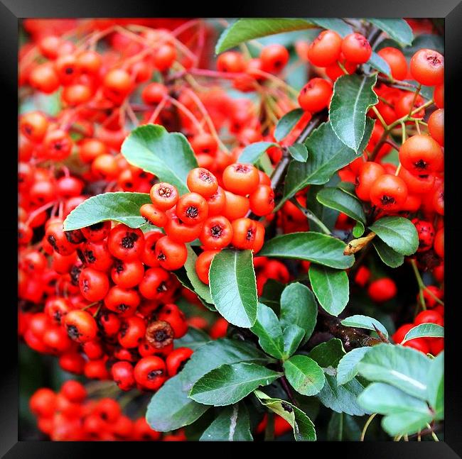 Wild Red Berries Framed Print by Robert Cane