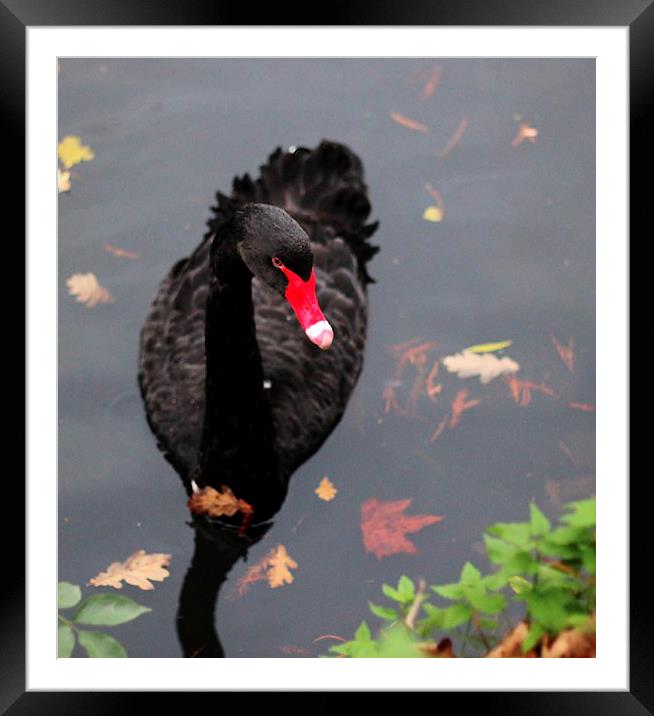 Black Swan, The Priory, Aylesford Framed Mounted Print by Robert Cane