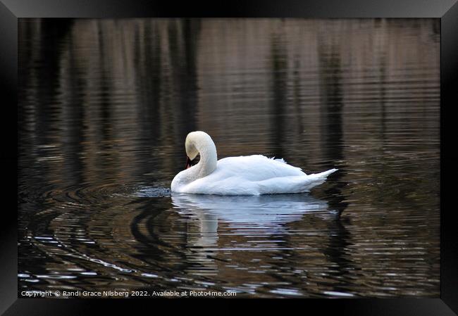 Swan in Lake Framed Print by Randi Grace Nilsberg