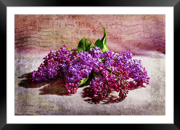 Heaven Scent Framed Mounted Print by Randi Grace Nilsberg