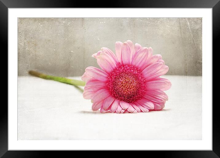 Softness in Pink Framed Mounted Print by Randi Grace Nilsberg