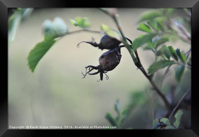 Remnants from Last Year Framed Print by Randi Grace Nilsberg