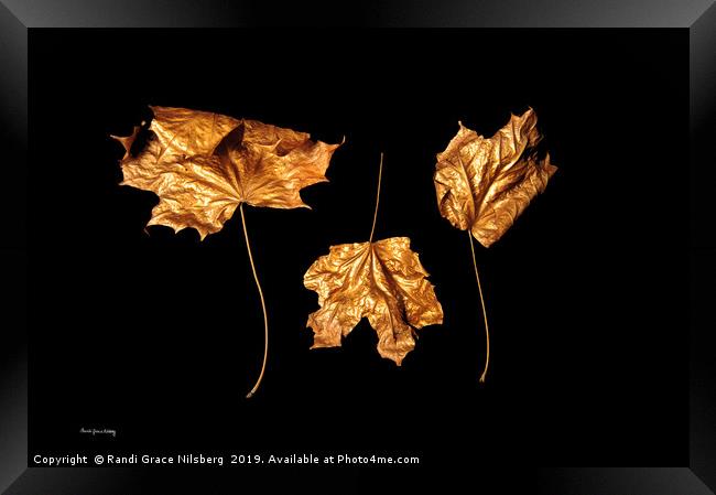 Golden Trio Framed Print by Randi Grace Nilsberg