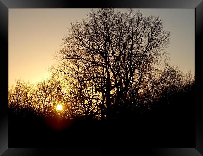Sunset Silhouette Tree Framed Print by Tim Smith