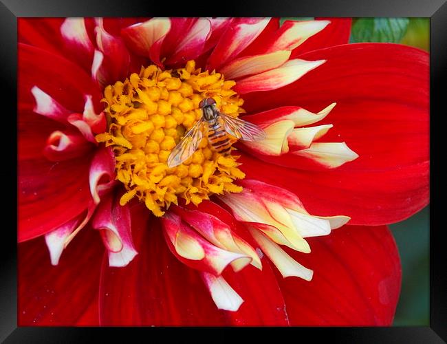 Hover Fly Macro Framed Print by Tim Smith