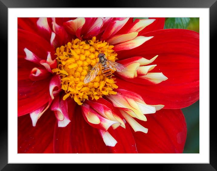 Hover Fly Macro Framed Mounted Print by Tim Smith
