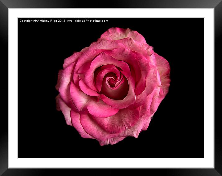 Rose Oil Framed Mounted Print by Anthony Rigg