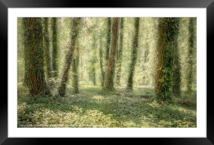 Woody Wonderland Framed Mounted Print by Anthony Rigg