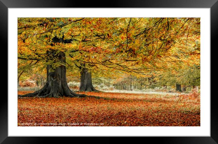 Autumnal Woodland Framed Mounted Print by Anthony Rigg