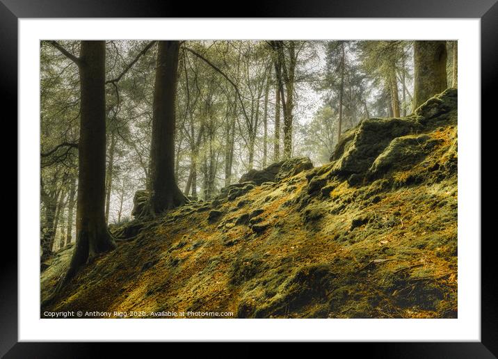 Welsh Forest Framed Mounted Print by Anthony Rigg