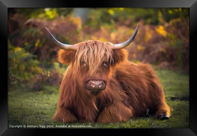 Highland Cattle,  Framed Print by Anthony Rigg