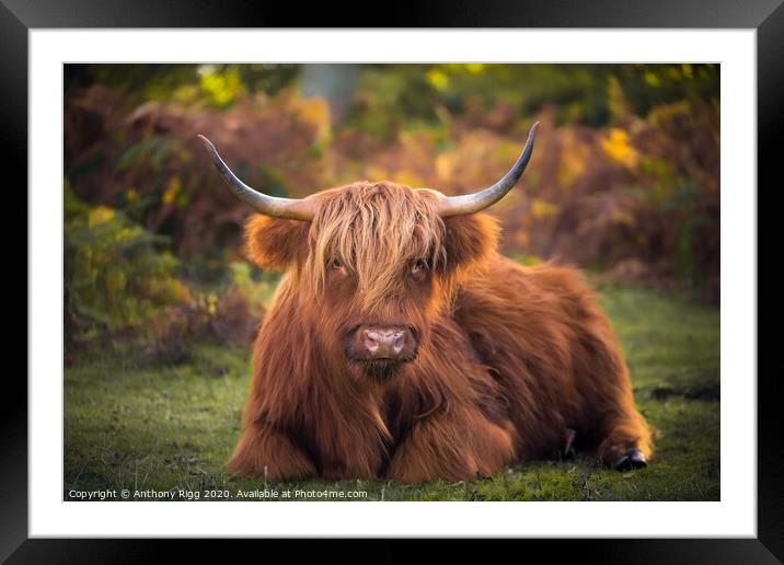 Highland Cattle,  Framed Mounted Print by Anthony Rigg