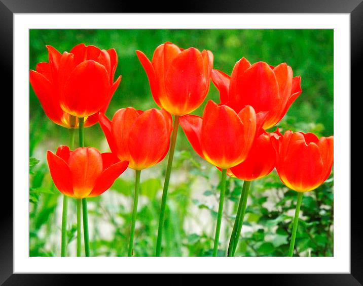 Tulips in beautiful summer sunshine Framed Mounted Print by Dawn White