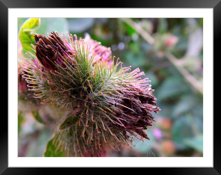 Thistle plant at Capstone Park Framed Mounted Print by Dawn White