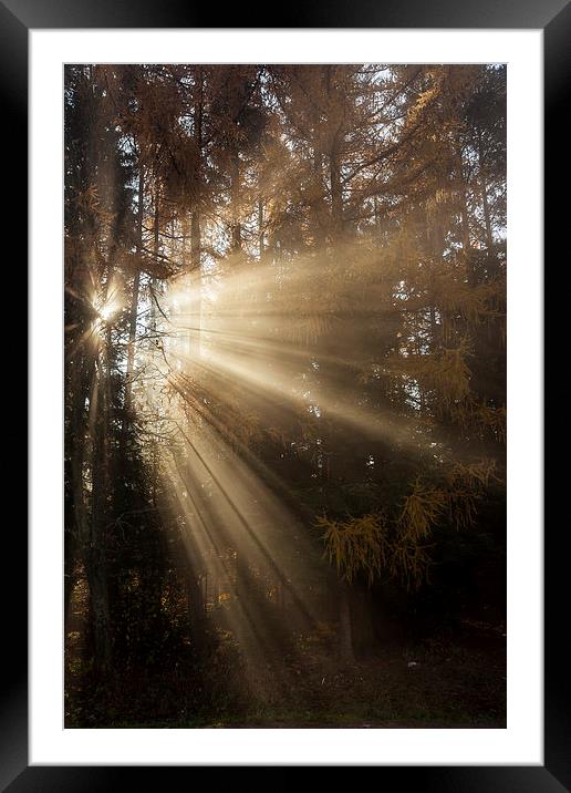 Sunbeam early morning in forrest Framed Mounted Print by Robert Parma