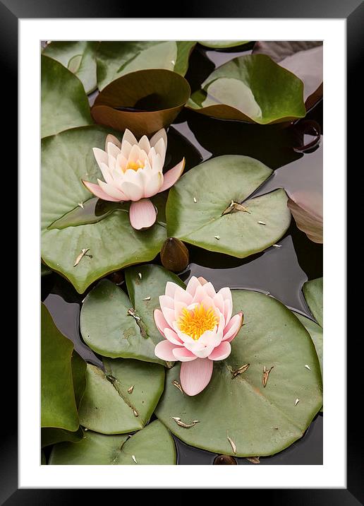 Water lilies Framed Mounted Print by Robert Parma