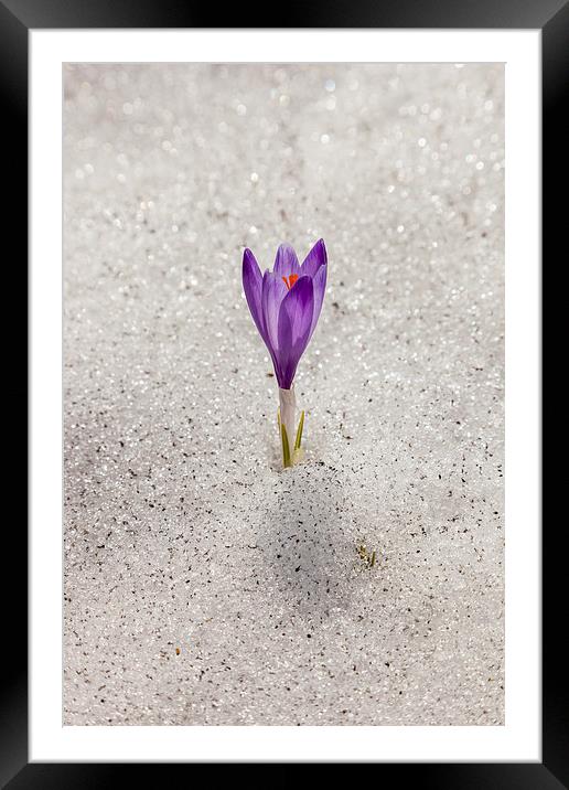Lonely crocus Framed Mounted Print by Robert Parma