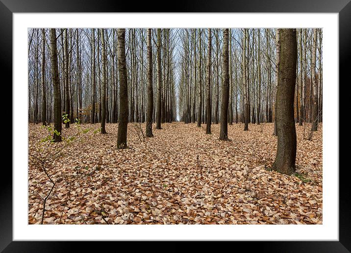 Birch forest Framed Mounted Print by Robert Parma