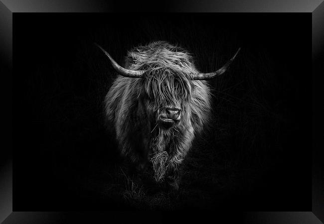 Highland Cattle Framed Print by Amanda Stewart