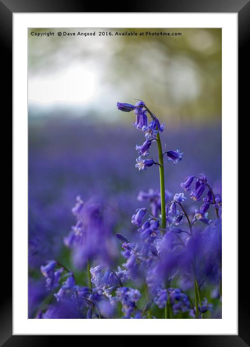 Dancing Bluebells Framed Mounted Print by Dave Angood