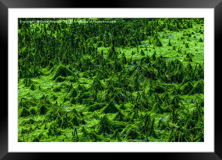 Moss covered landscape Framed Mounted Print by Dave Angood